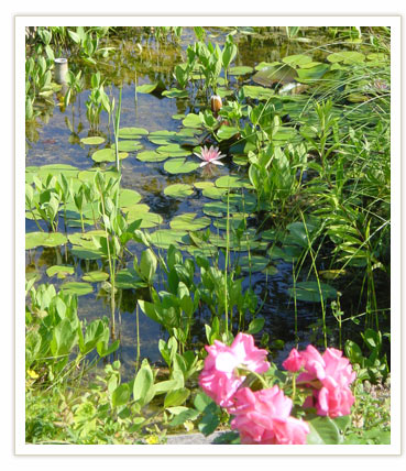 Les Bassins Fleuris N&eacute;nuphares